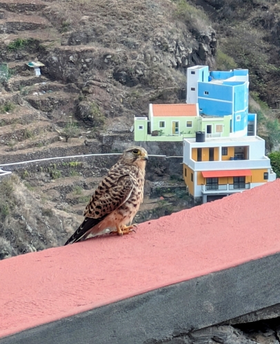 Eurasian Kestrel