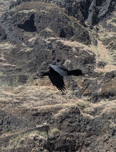 Brown-necked Raven