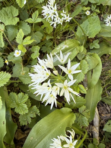 Ramsons