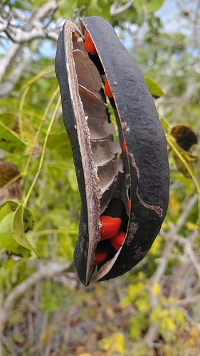 Pod-mahogany
