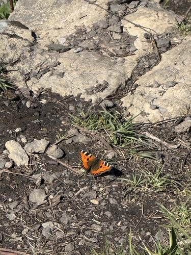 Small Tortoiseshell