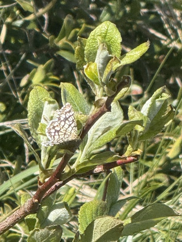 Latticed Heath