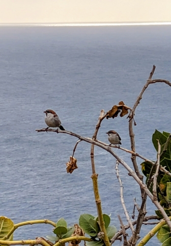 Cape Verde Sparrow