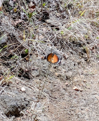 Plain Tiger Butterfly
