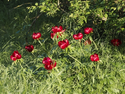 Balkan Peony