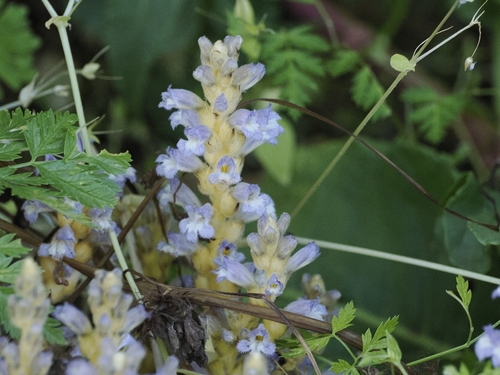 Dwarf Sorrel Broomrape