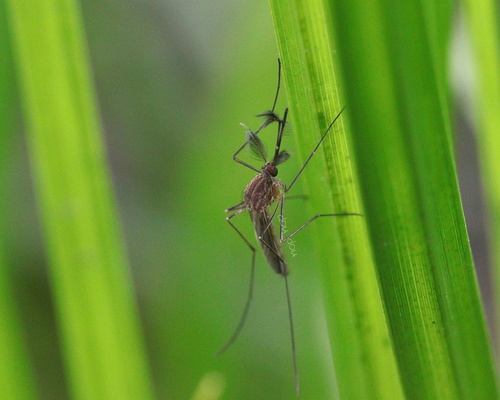 Culex vagans