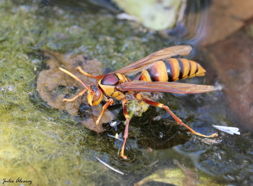 Executioner Paper Wasp