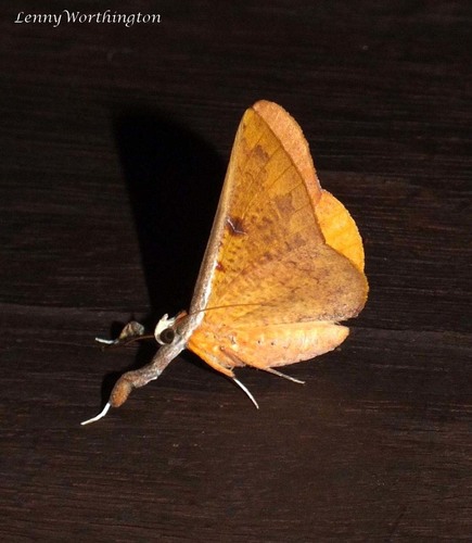 Bematha extensa