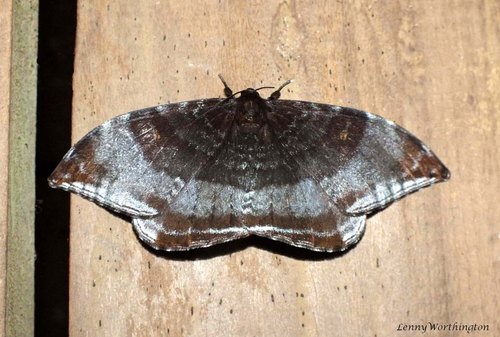 Cyclidia orciferaria Walker, 1860