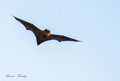 Cinnamon Red Bat