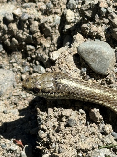 Northwestern Garter Snake