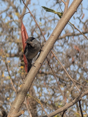 Eurasian Blackcap