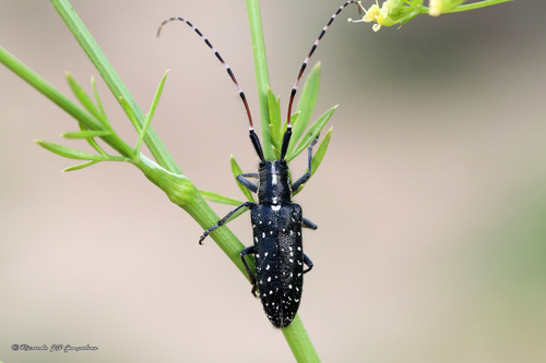 Agapanthia irrorata