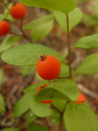 Northern Comandra