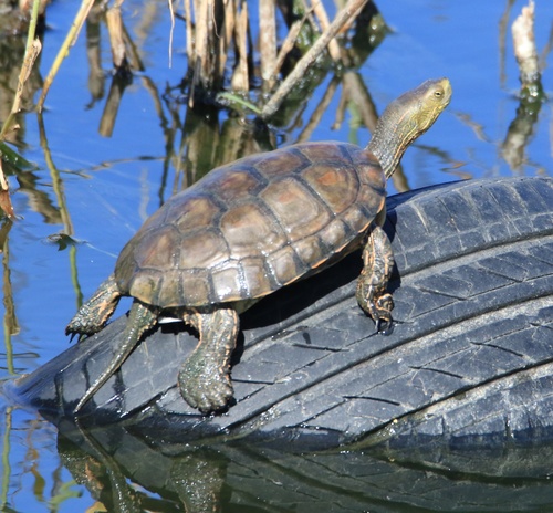 Mediterranean Turtle