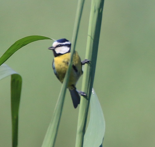 African Blue Tit