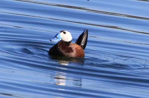 White-headed Duck