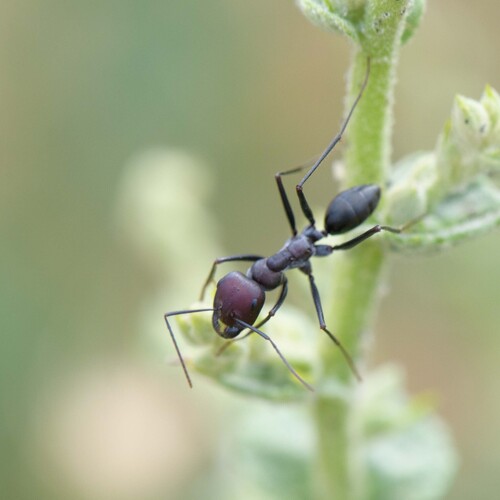 Nodal Desert Ant