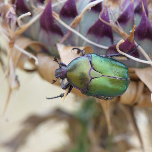 Protaetia cuprea obscura