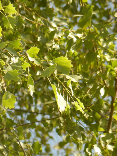 Tana River Poplar (Populus ilicifolia)