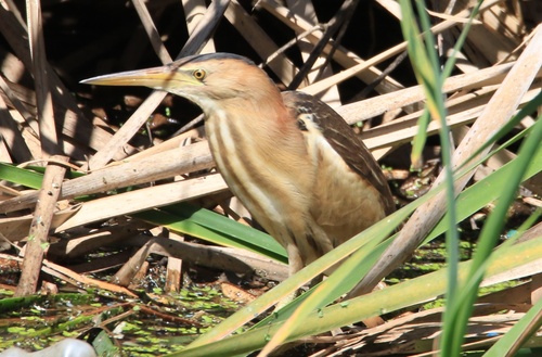 Little Bittern