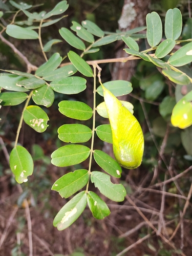 Platypodium elegans