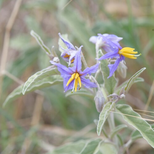 silverleaf nightshade