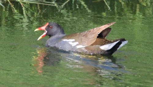 Common Moorhen