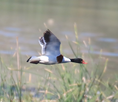 Common Shelduck