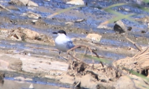 Gull-billed Tern