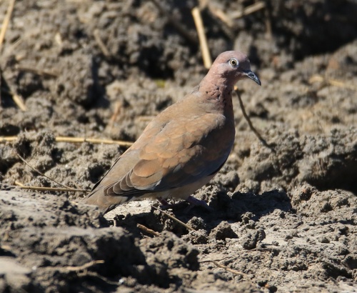 Laughing Dove