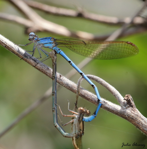 Cerulean Dancer