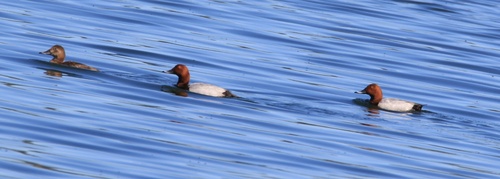 Common Pochard