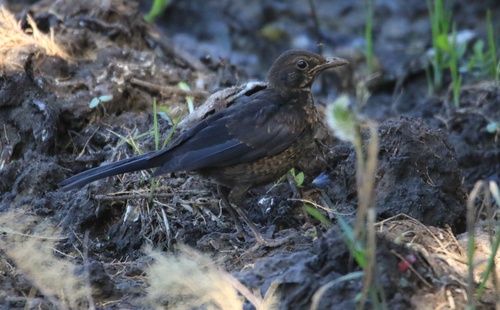 Eurasian Blackbird