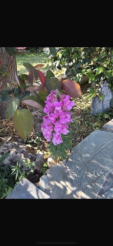 Snapdragon