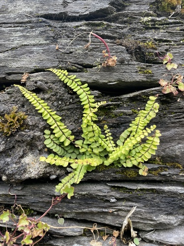 maidenhair spleenwort