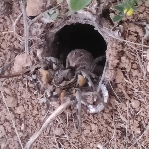 Spanish wolf spider