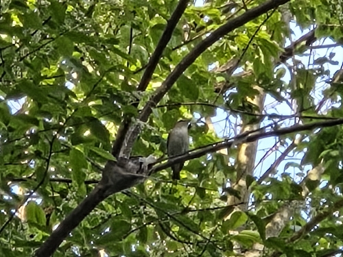 Red-eyed Vireo