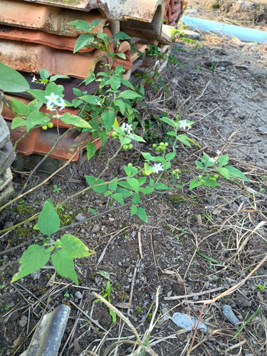 American black nightshade
