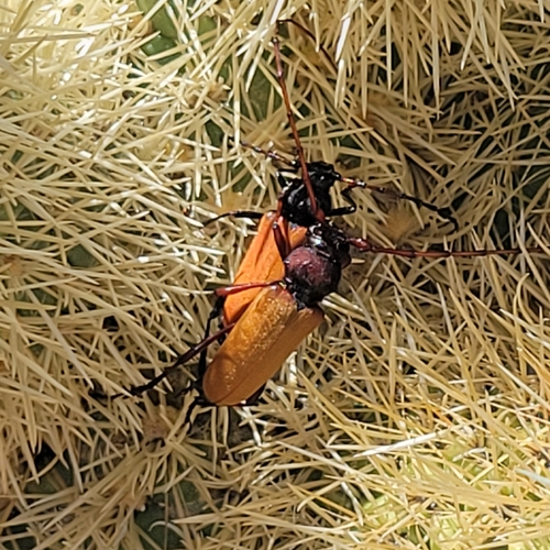 iNaturalist observation photo of Tragidion agave