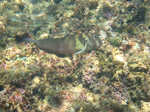 Panamic Fanged Blenny (Ophioblennius steindachneri)