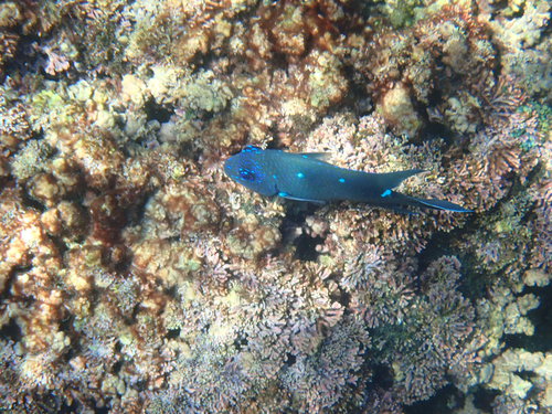 Giant Damselfish (Microspathodon dorsalis)
