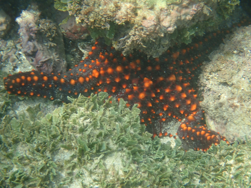 Panamic Cushion Star (Pentaceraster cumingi)