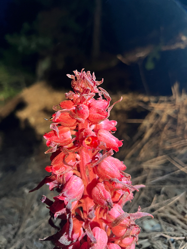 iNaturalist observation photo of Snowplant