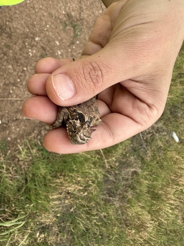 Texas Horned Lizard