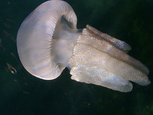 photo of Blue Blubber Jelly (Catostylus mosaicus)