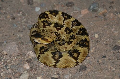 Western Black-tailed Rattlesnake