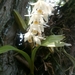 Coelogyne stricta - Photo (c) Namgay Dorji, כל הזכויות שמורות, הועלה על ידי Namgay Dorji