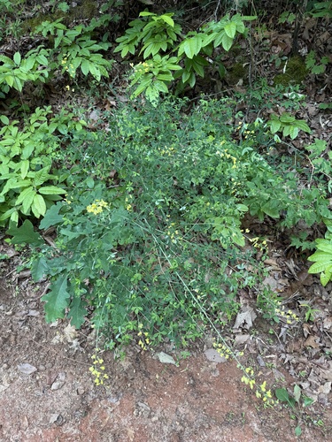 Baptisia X serenae